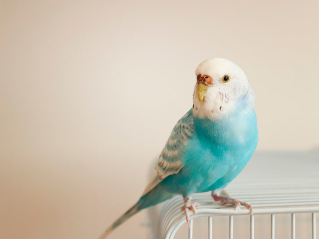 セキセイインコのくしゃみ 鼻水は病気 症状別にまとめてみた