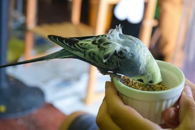 最新作 皮つき セキセイインコ700ｇ  鳥 小鳥 フード  餌