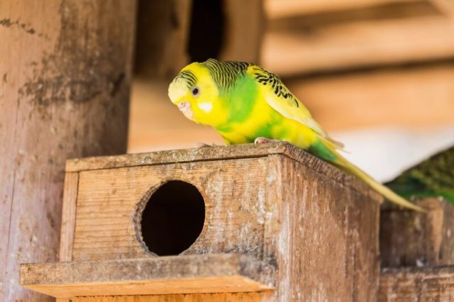 セキセイインコの卵 産む前 産んだ後のケアは必要 まとめ