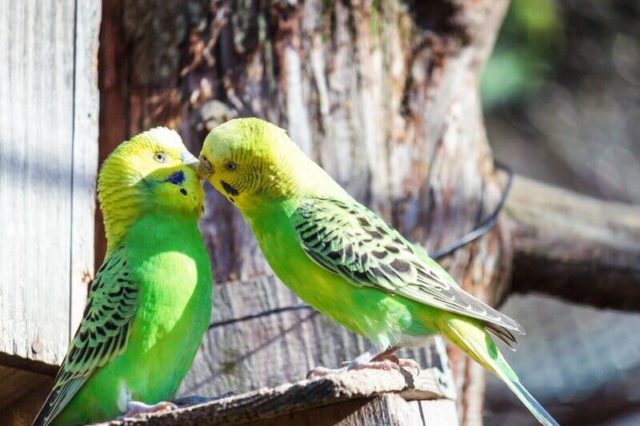 セキセイインコが噛む しつけ方で注意したい5つのポイントとは