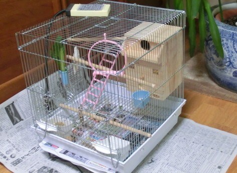 セキセイインコの卵 産む前 産んだ後のケアは必要 まとめ