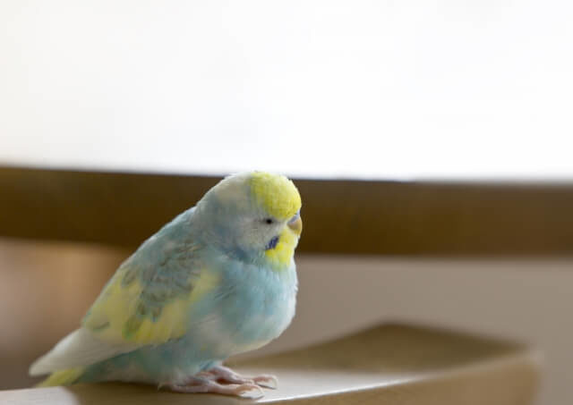 セキセイインコのくしゃみ 鼻水は病気 症状別にまとめてみた