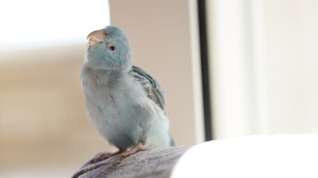 インコの飼い方 一人暮らしでも飼うことは出来るの