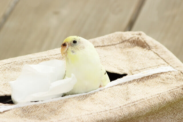 セキセイインコのハルクインの性格は 年齢や性別の見分け方を解説