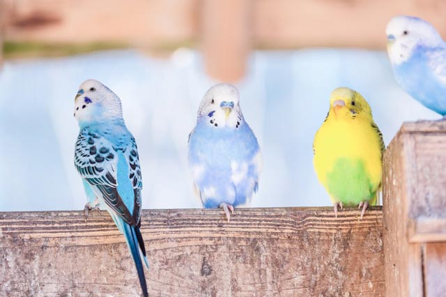 セキセイインコの鳴き声 キュッキュッやギギギなどの意味 種類別