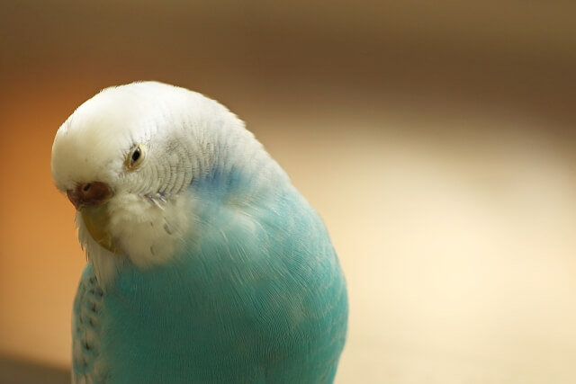 セキセイインコの鳴き声 キュッキュッやギギギなどの意味 種類別