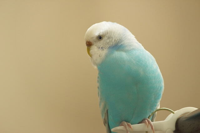 セキセイインコの鳴き声 キュッキュッやギギギなどの意味 種類別