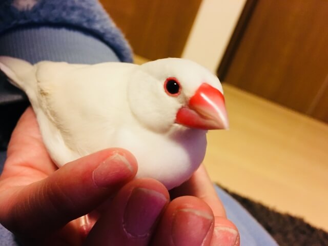 文鳥に卵を産ませない方法 産む前に出来る3つの対策とは