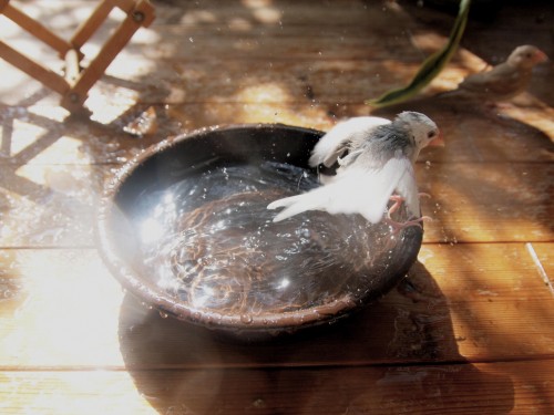 文鳥の水浴びはいつから 初めての時の5つの注意点