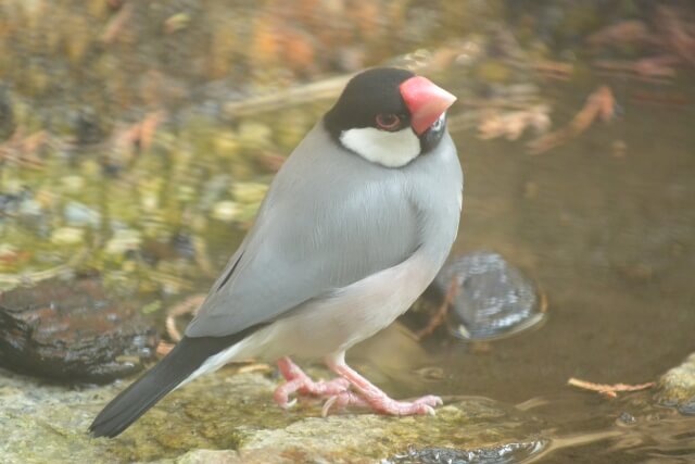 開ける 文鳥 口 を