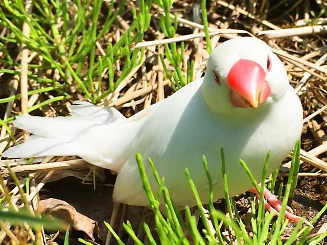 文鳥の寿命の平均は 症状で最期の予兆はわかるの