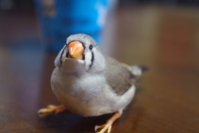 文鳥は性格が悪い 怒ると怖いって本当