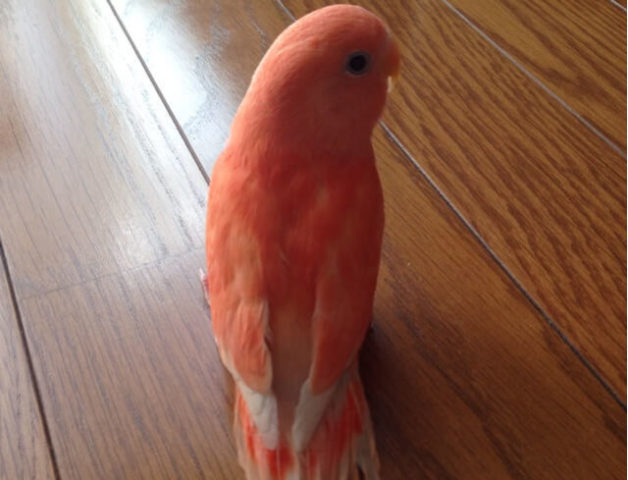 コザクラインコとは 色が変化する理由や声の種類 雛の育て方も解説 コザクラインコとは 色が変化する理由や声の種類 雛の育て方も解説