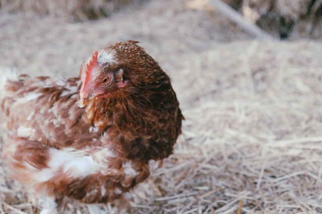 鶏の寿命は卵を産む鳥は短い 産卵用の生きる年数が縮む理由について
