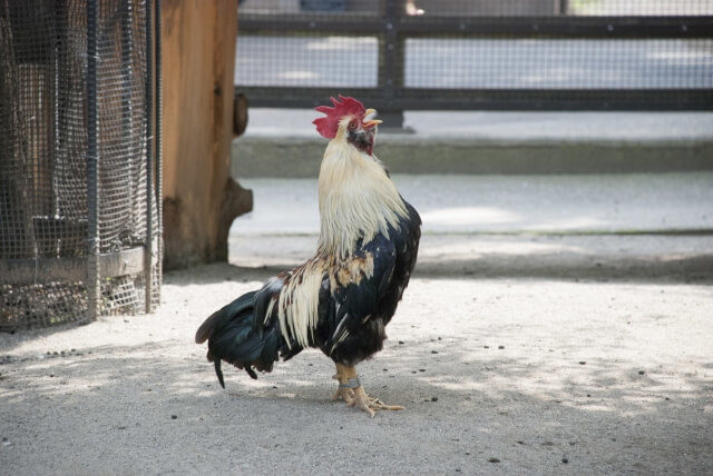 鶏の鳴き声の対策はどうしたらいい 声のうるささを軽減させる方法