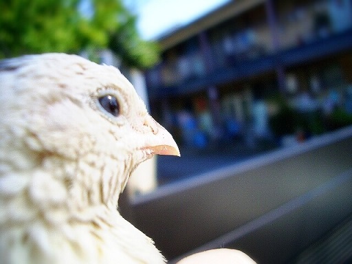 うずらの飼育は屋外でも可能なの 外で飼うときの注意点を解説