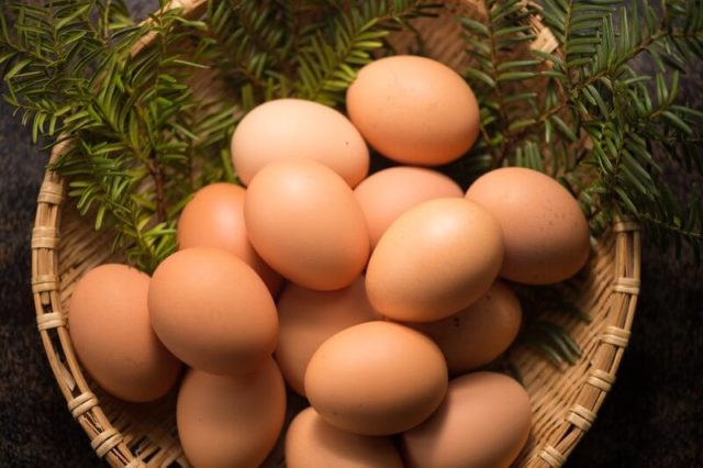 鶏の卵の仕組みとは 鳥に産卵させるために必要な知識を徹底解説
